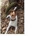 Kutya Jack Russel terrier