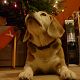 Kutya Beagle