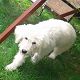 Kutya Komondor