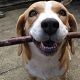 Kutya Beagle