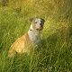 Kutya Amerikai staffordshire terrier