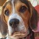 Kutya Beagle