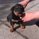 Kutya Rottweiler