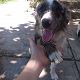 Kutya Border collie
