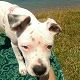 Kutya Argentin dog