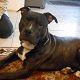 Kutya Staffordshire bullterrier