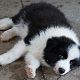 Kutya Border collie