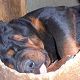 Kutya Rottweiler