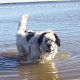 Kutya Landseer