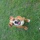 Kutya Bulldog