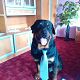 Kutya Rottweiler
