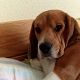 Kutya Beagle