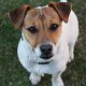 Kutya Jack Russel terrier