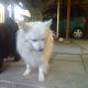Kutya Francia bulldog