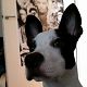 Kutya Amerikai staffordshire terrier