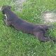 Kutya Pitbull terrier