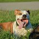 Kutya Pitbull terrier