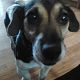 Kutya Jack Russel terrier