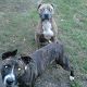 Kutya Amerikai staffordshire terrier