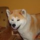 Kutya Akita inu