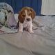Kutya Beagle