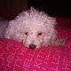 Kutya Bichon bolognese