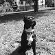 Kutya Pitbull terrier