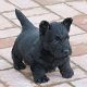 Kutya Skót terrier