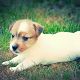 Kutya Jack Russel terrier