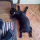 Kutya Francia bulldog