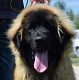 Kutya Leonberger