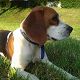 Kutya Beagle