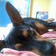Kutya Pinscher
