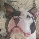 Kutya Amerikai staffordshire terrier