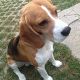 Kutya Beagle