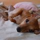 Kutya Pinscher