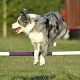 Kutya Border collie