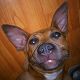 Kutya Amerikai staffordshire terrier