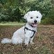 Kutya Coton de tulear