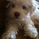 Kutya Bichon bolognese