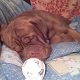 Kutya Bordeaux-i dog