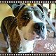 Kutya Amerikai staffordshire terrier