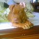 Kutya Bordeaux-i dog