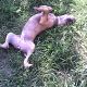 Kutya Amerikai staffordshire terrier