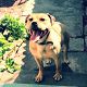Kutya Pitbull terrier