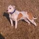 Kutya Amerikai staffordshire terrier
