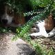 Kutya Beagle