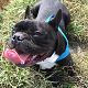 Kutya Francia bulldog
