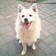 Kutya Spitz