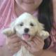 Kutya Bichon bolognese